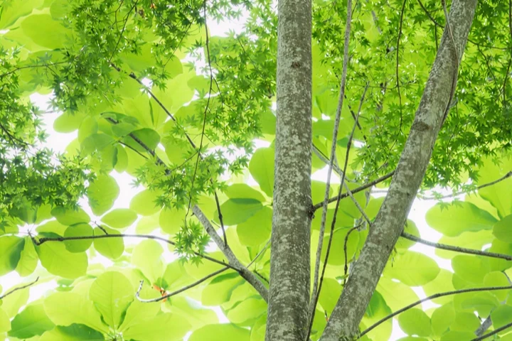 ホオノキ